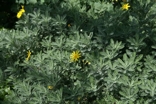 Imagem de Euryops pectinatus (L.) Cass.