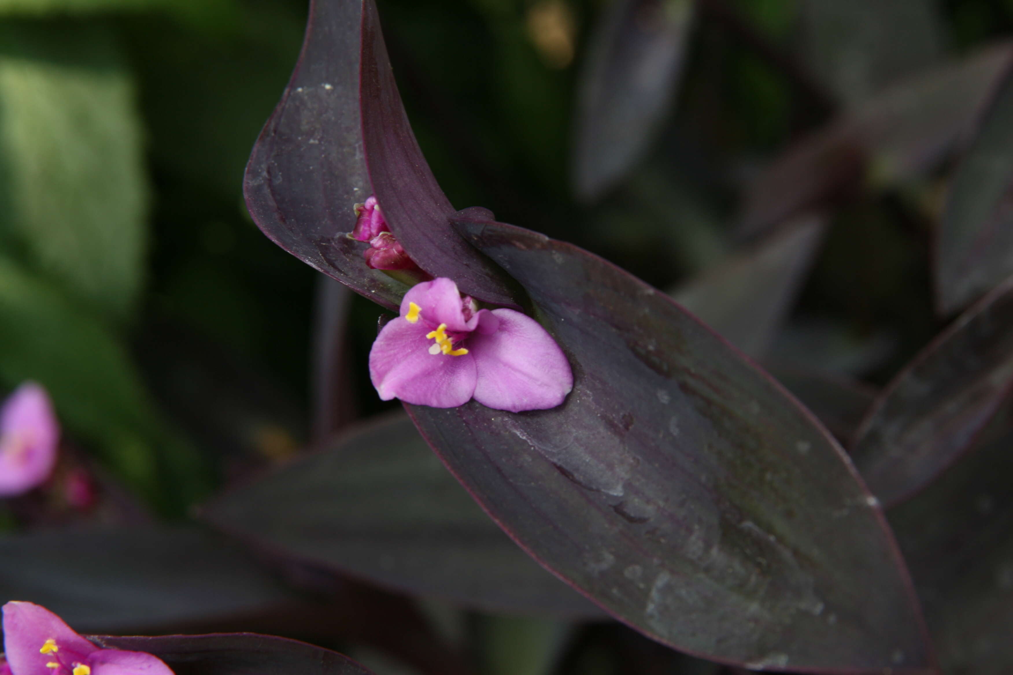 Image of purple heart