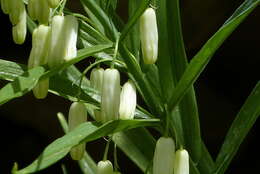 Слика од Polygonatum sewerzowii Regel