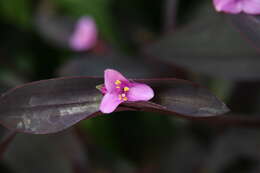 Image of purple heart