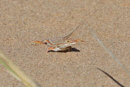 Image of Wedge-snouted Desert Lizard