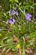 Image of Common Bluebell