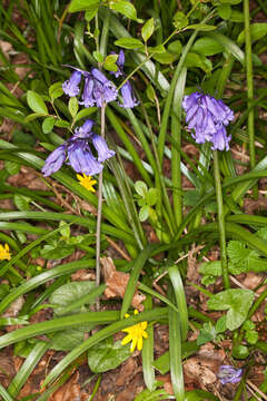 Imagem de Hyacinthoides non-scripta (L.) Chouard ex Rothm.