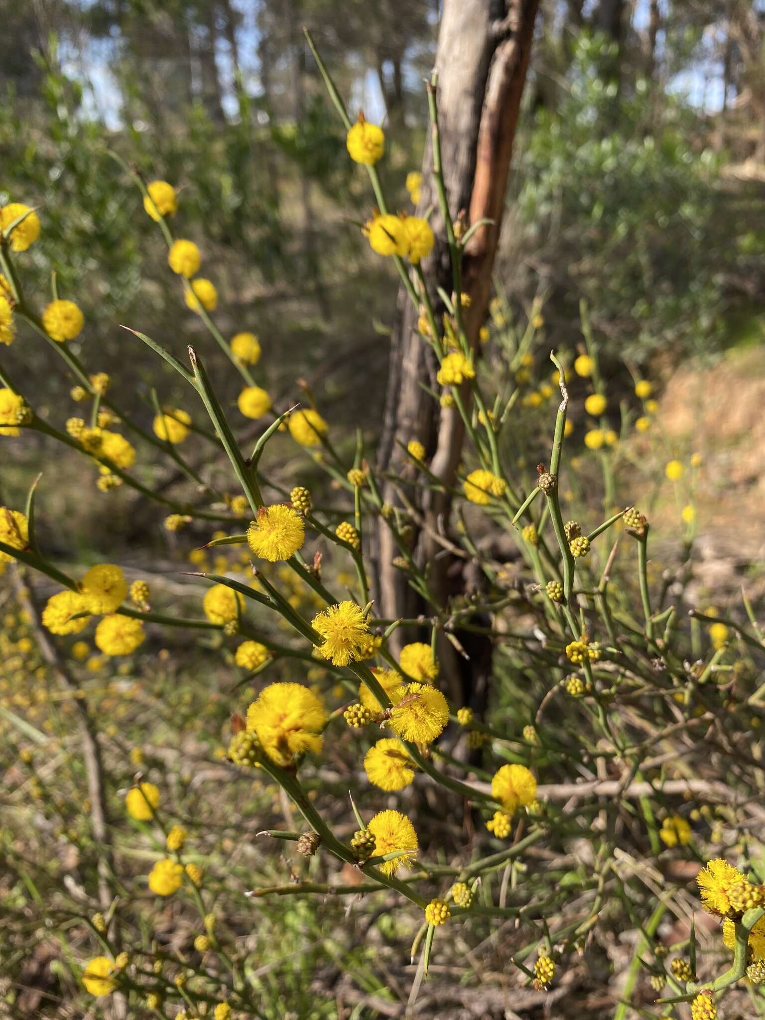 Image de Acacia continua Benth.