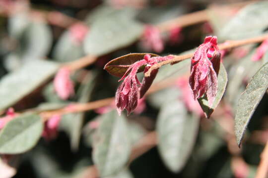 صورة Loropetalum chinense (R. Br.) Oliv.