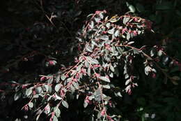 صورة Loropetalum chinense (R. Br.) Oliv.