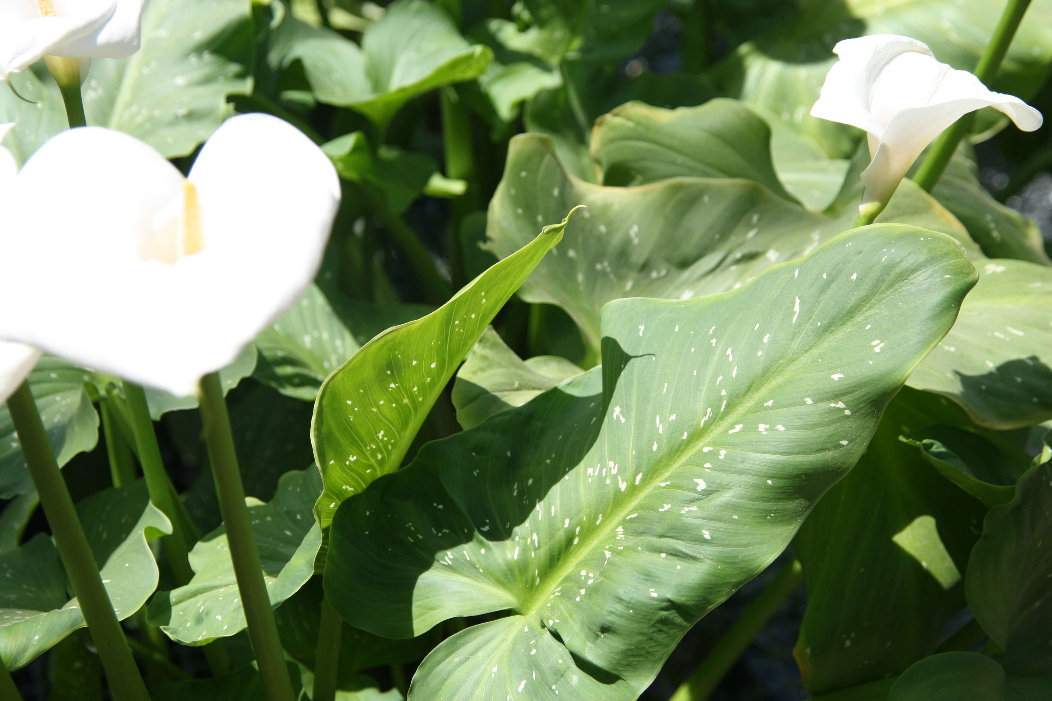 Image of Arum lily