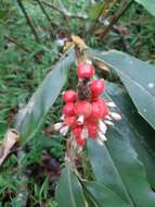 Imagem de Alpinia shimadae Hayata