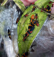 Image of Large Milkweed Bug