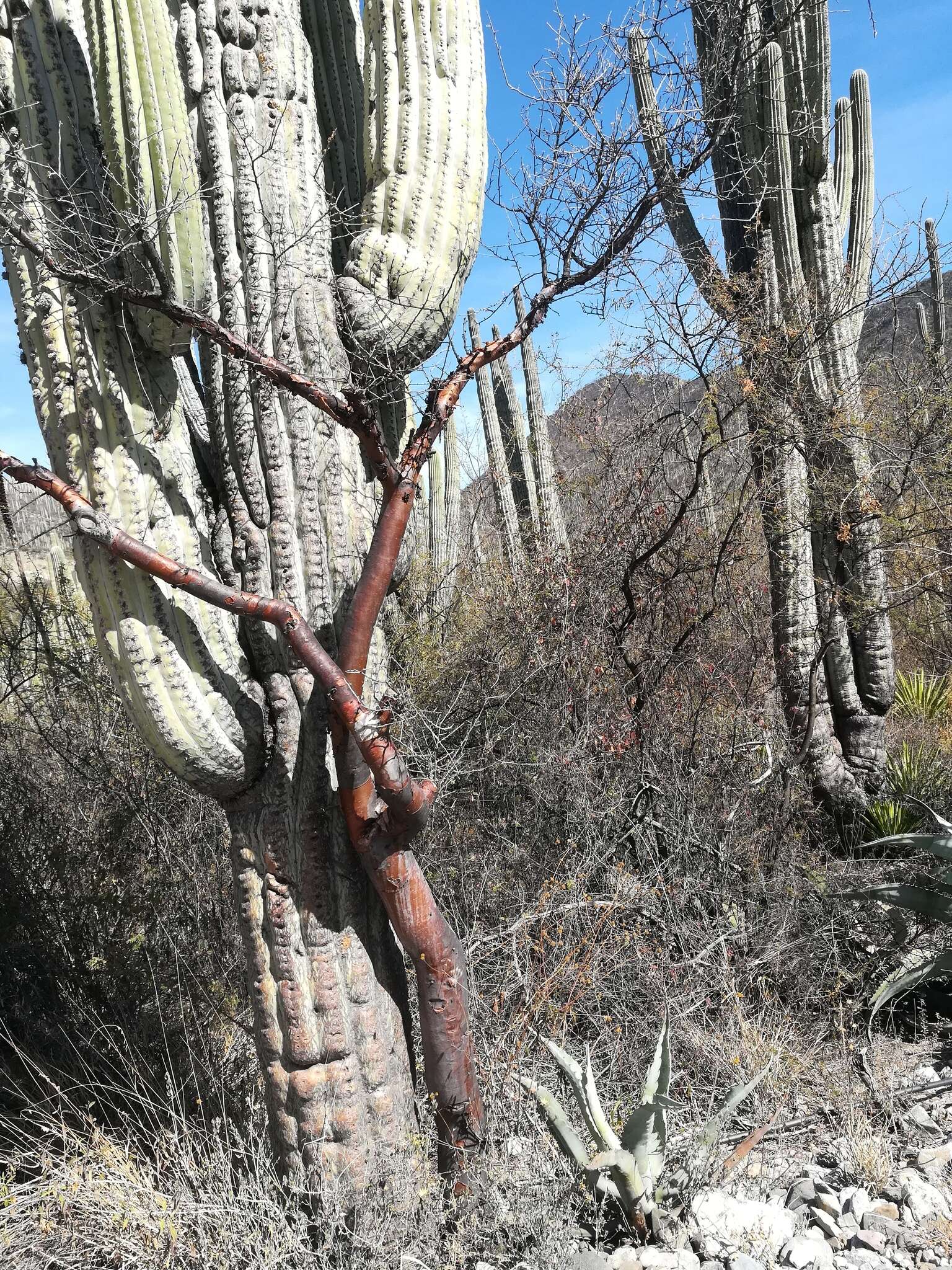 Image of Bursera morelensis Ramirez