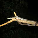 Image of Usambara Green Snake