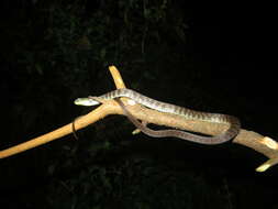 Image of Usambara Green Snake