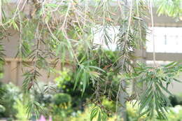 صورة Callistemon viminalis (Sol. ex Gaertn.) G. Don