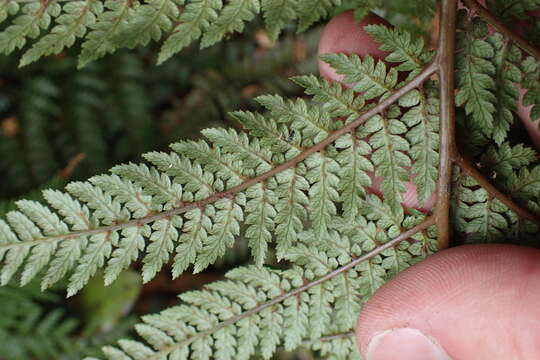 Image of Dicksonia lanata subsp. lanata