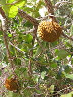 Image of Annona crassiflora Mart.