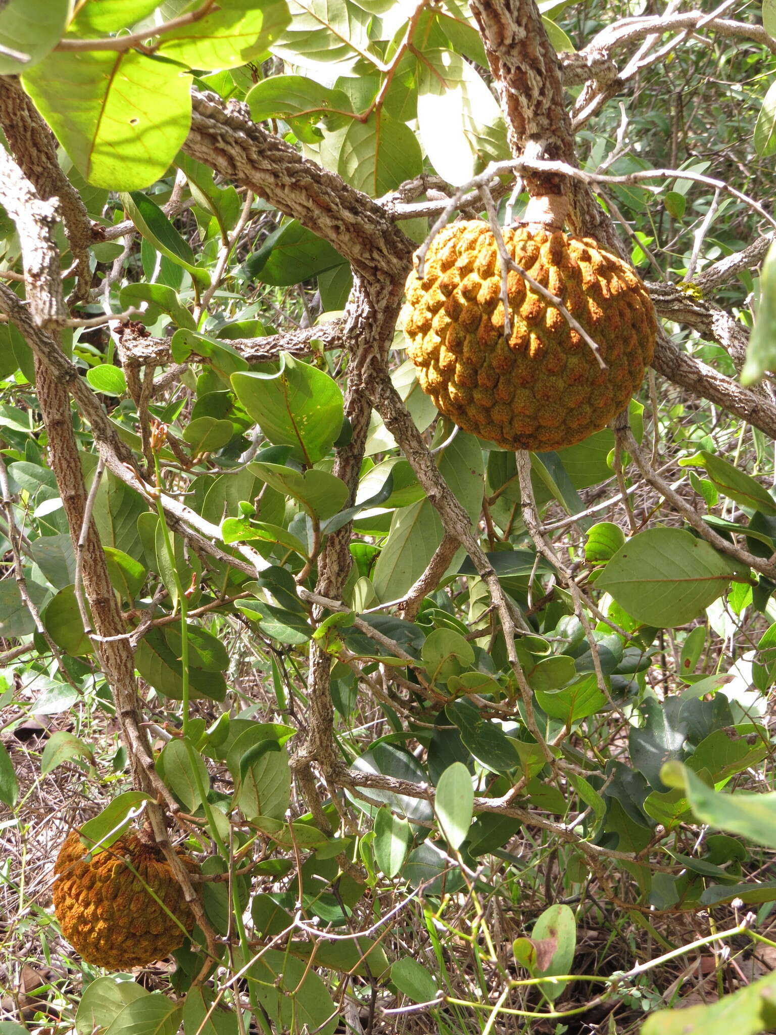 Image of Annona crassiflora Mart.