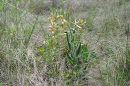 Image of Hesperis tristis L.