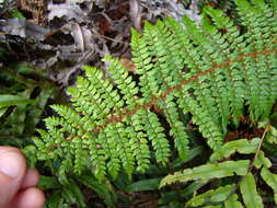 Sivun Polystichum vestitum (G. Forst.) C. Presl kuva