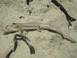 Image of Common Smoothhound