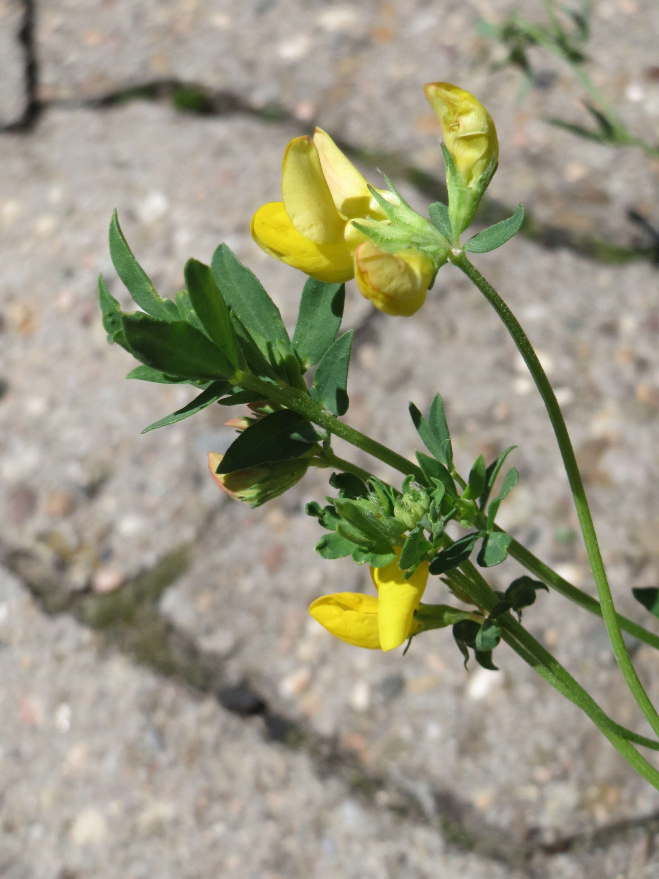 Image of Common Bird's-foot-trefoil