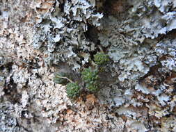 Image of Graptopetalum pachyphyllum Rose