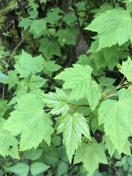 Imagem de Acer glabrum var. douglasii (Hook.) Dippel