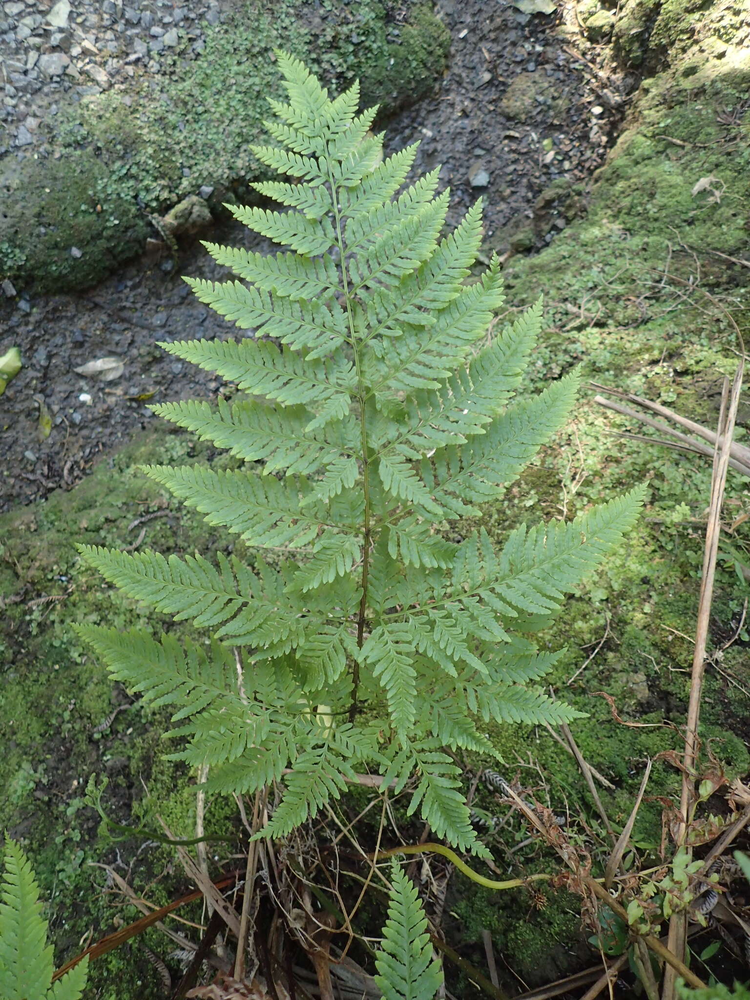 Слика од Pteris tremula R. Br.