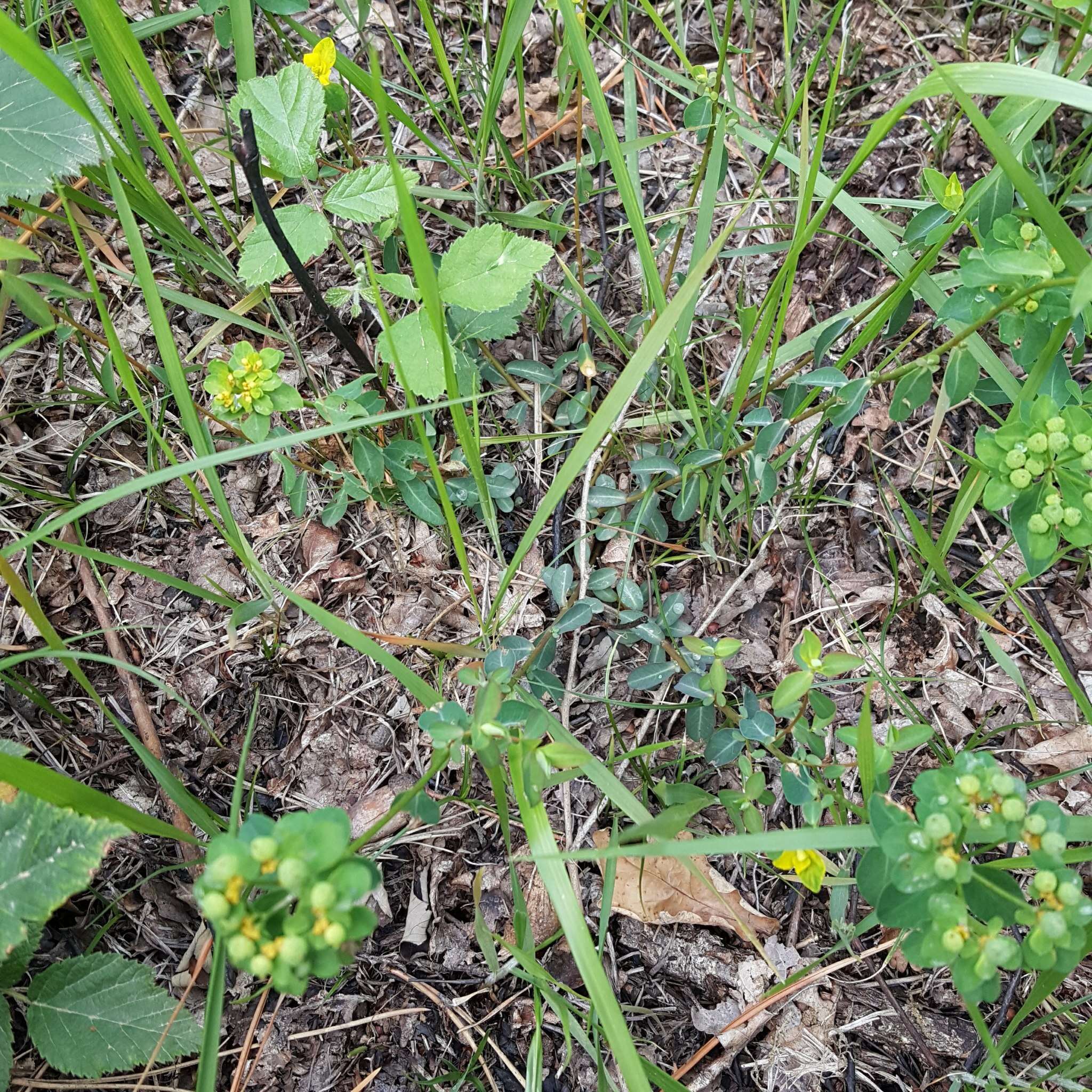 Plancia ëd Euphorbia verrucosa L.