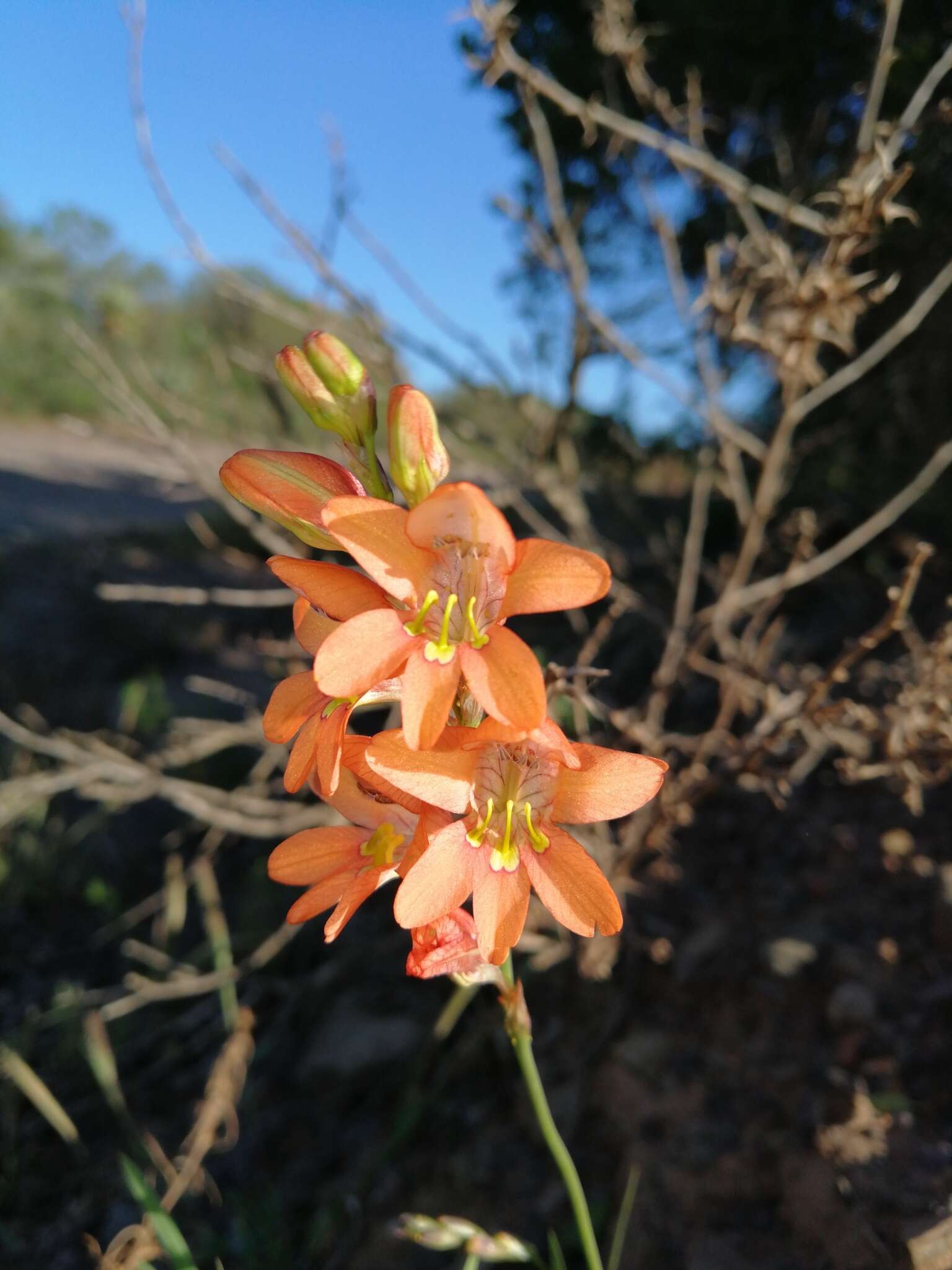 Image of Tritonia laxifolia (Klatt) Baker