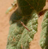 Image of Spined Stilt Bug