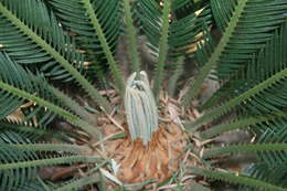 Image of Fern Palm