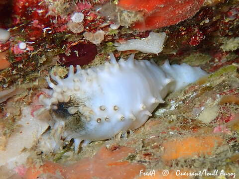 Image of sea gherkin