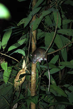 Image of Giant White-tailed Rat