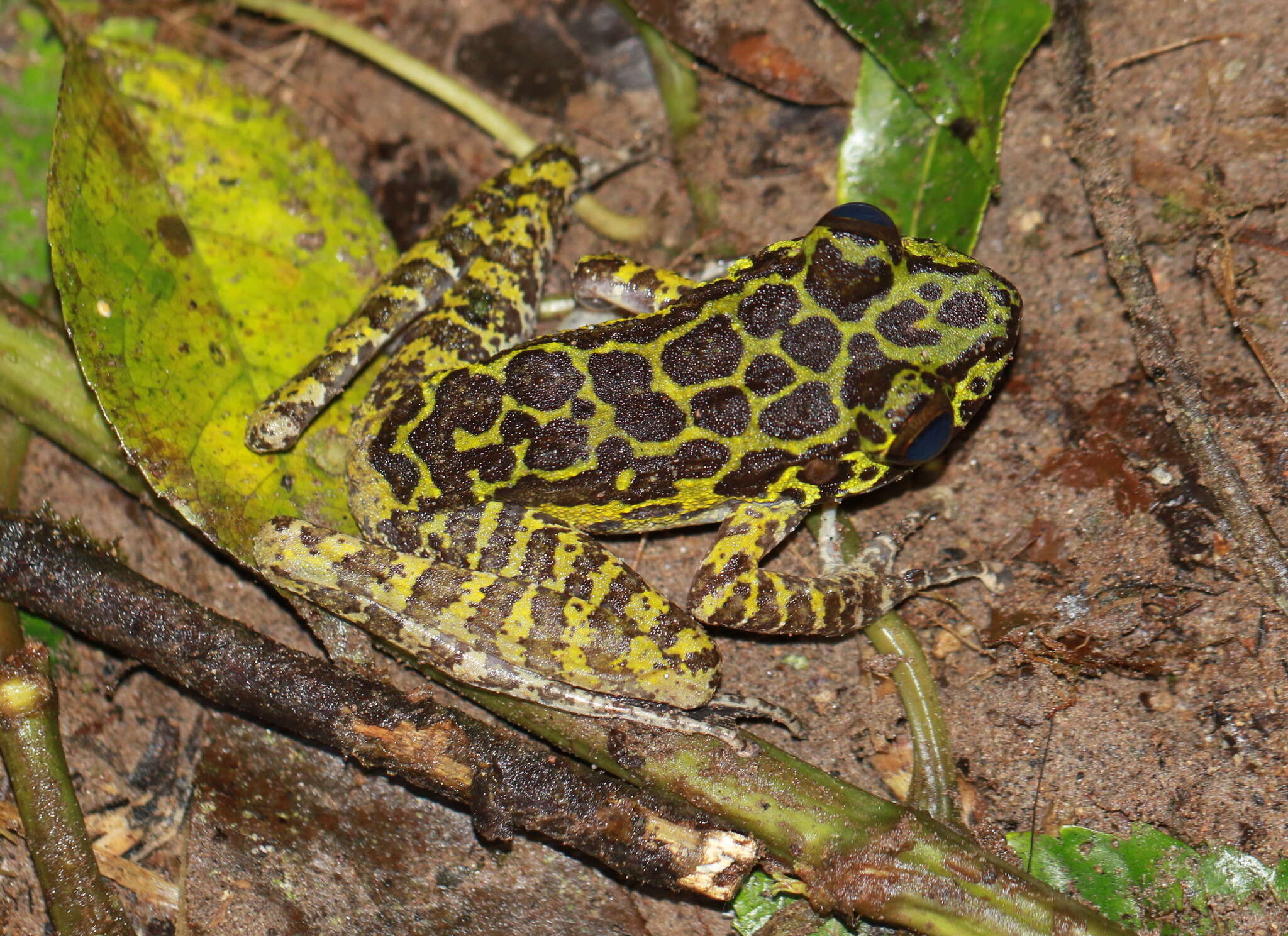 Image of Sumaterana crassiovis (Boulenger 1920)