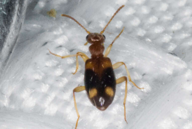 Image of Antlike flower beetle