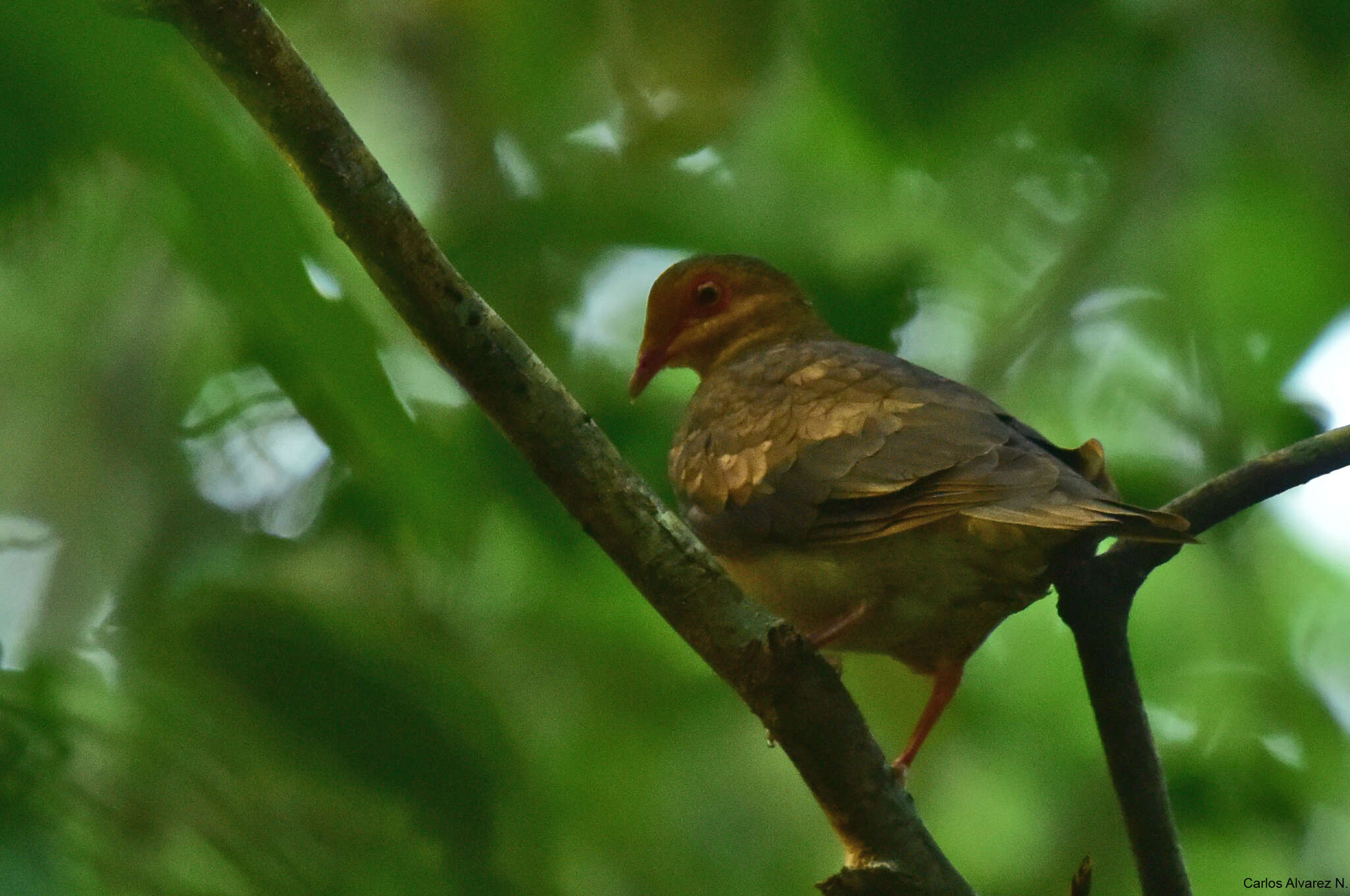 Image of Ruddy Quail-Dove