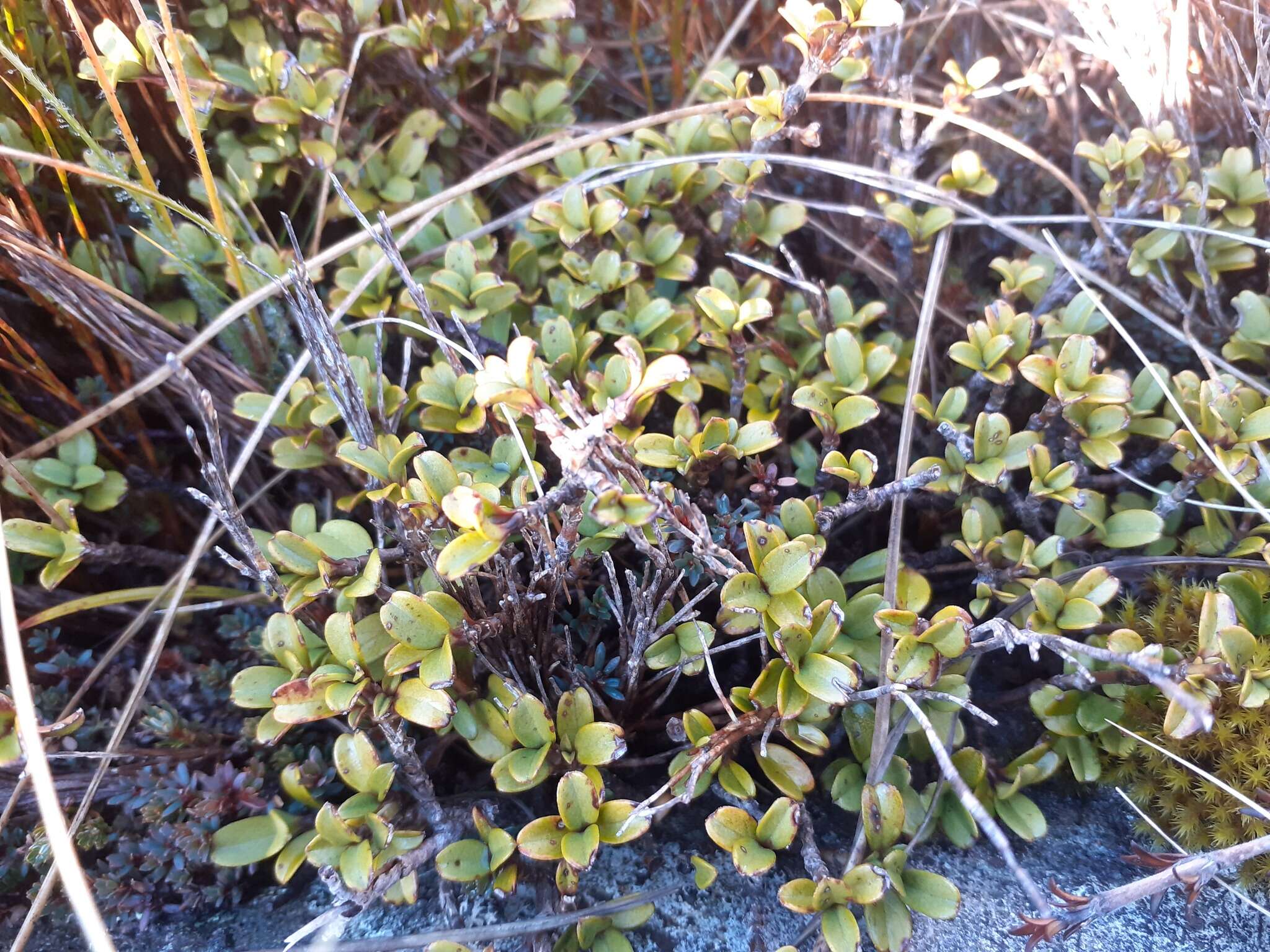 Image of Coprosma crenulata W. R. B. Oliv.