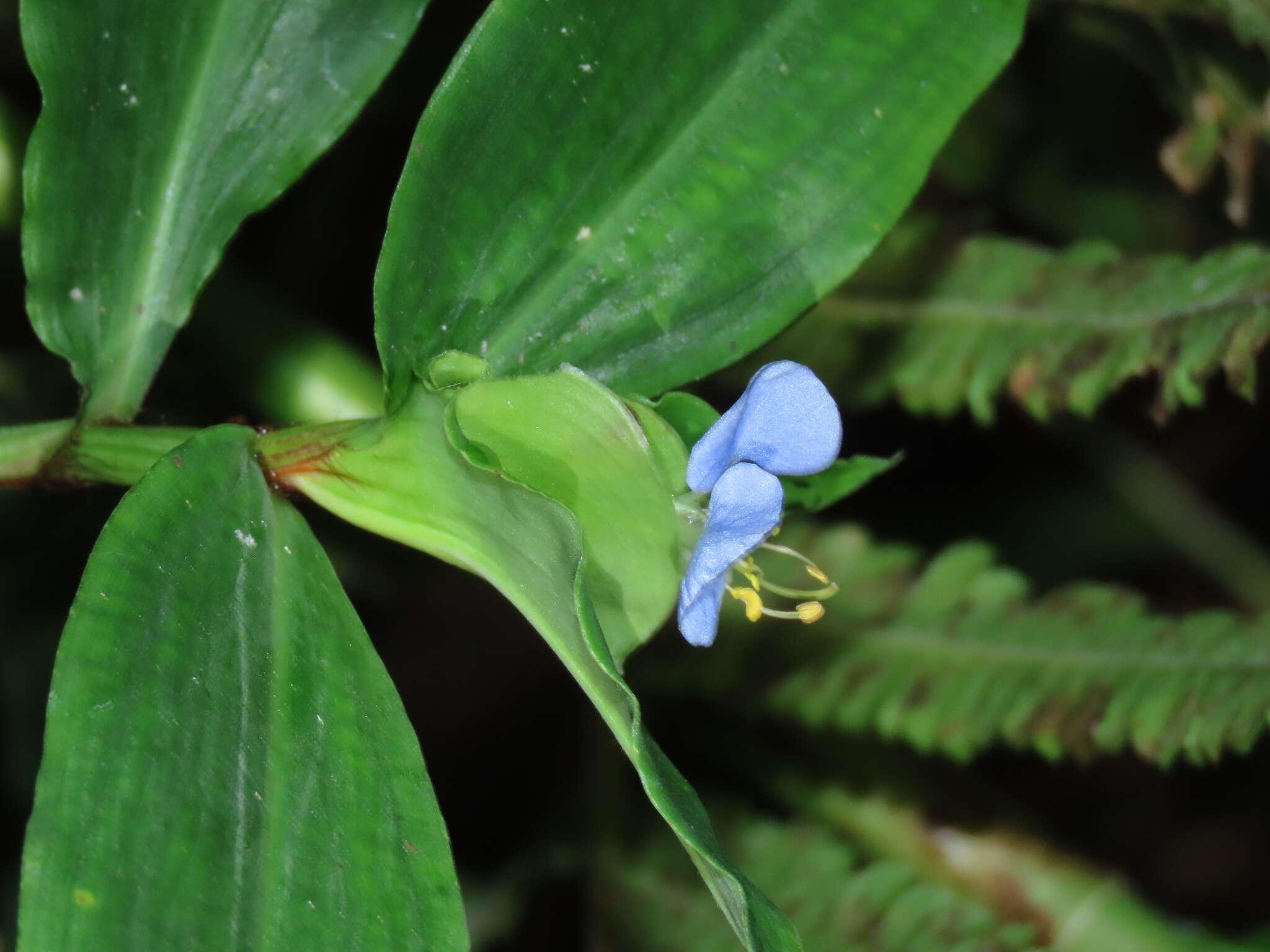 Commelina paludosa Blume的圖片