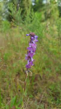 Imagem de Lobelia fenestralis Cav.