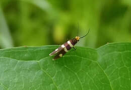 Imagem de Micropterix aureatella Scopoli 1763