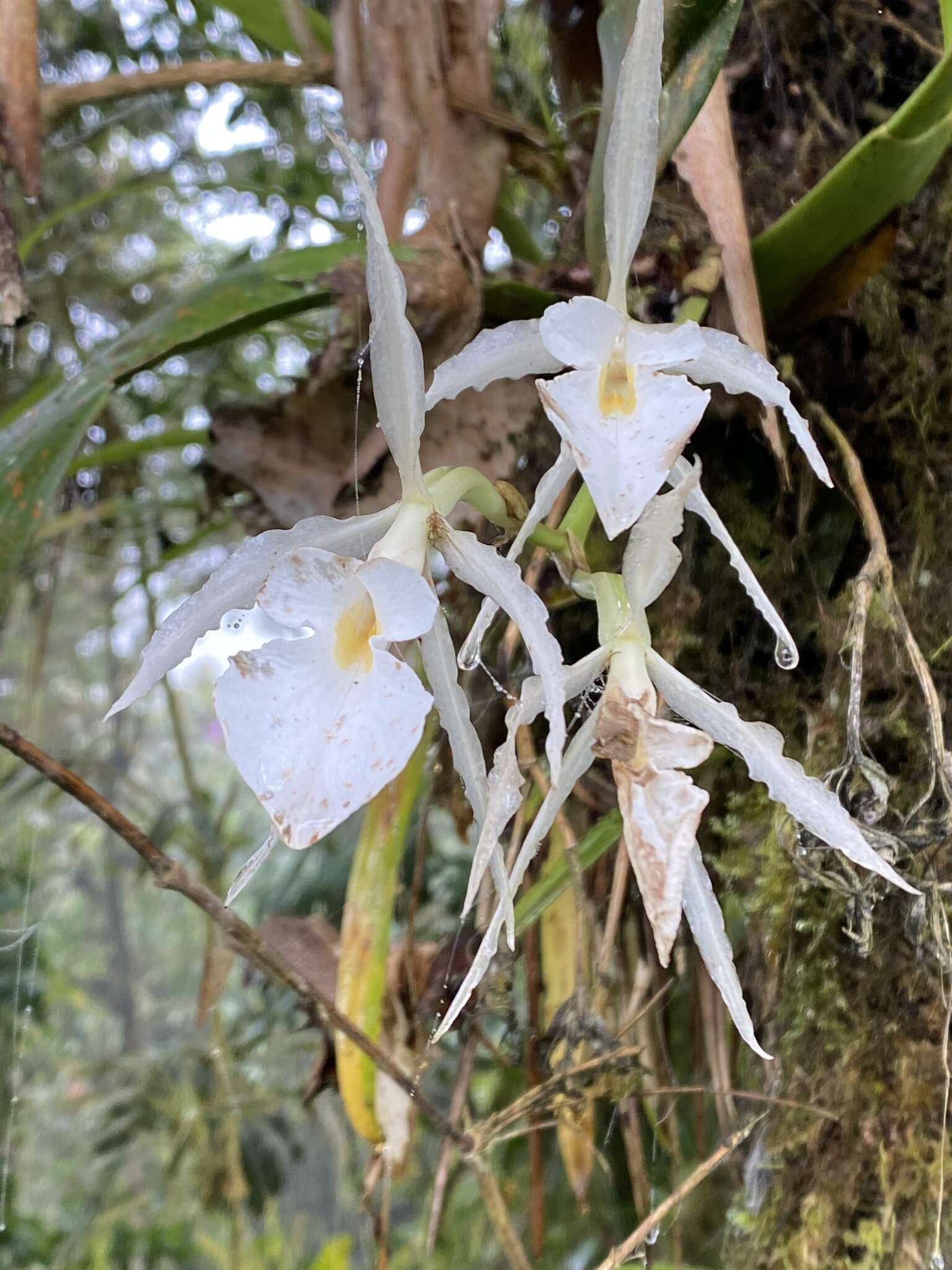 Trichopilia fragrans (Lindl.) Rchb. fil.的圖片