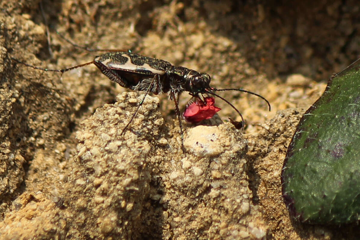 Image of New Zealand common tiger beetle