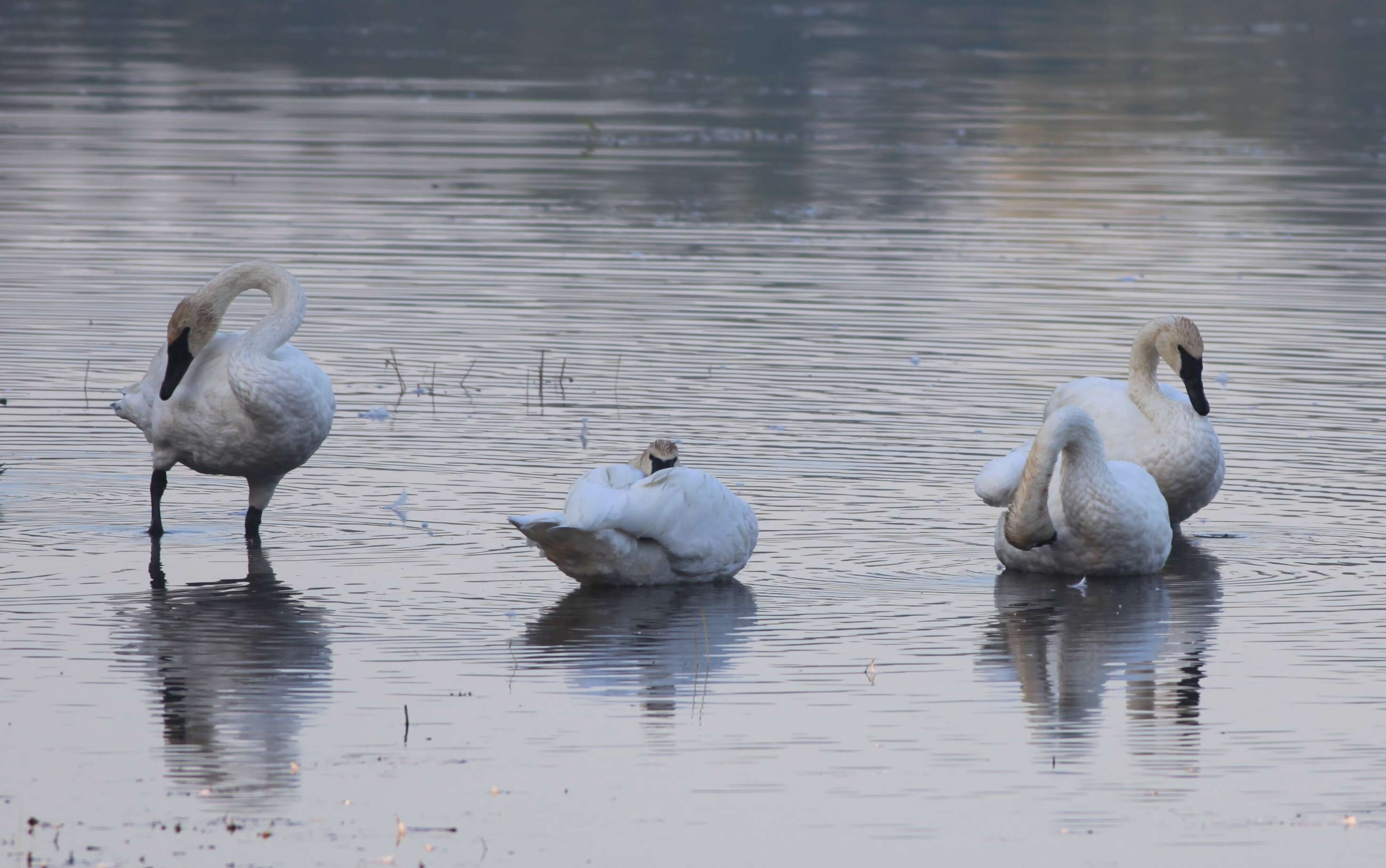 Image of Trumpeter Swan