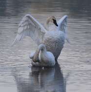 Image of Trumpeter Swan