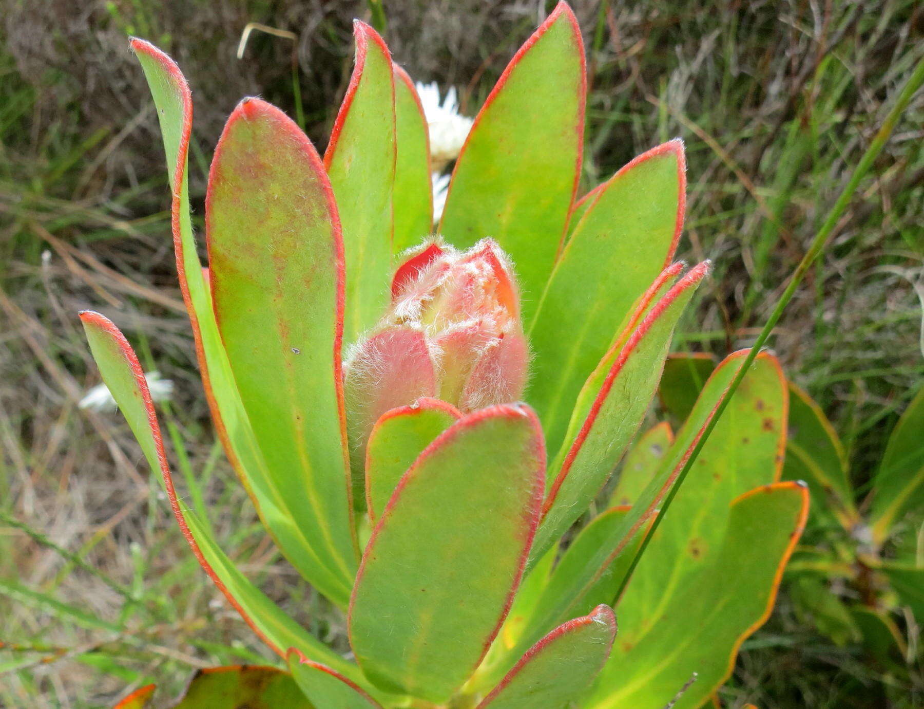 Imagem de Protea speciosa (L.) L.