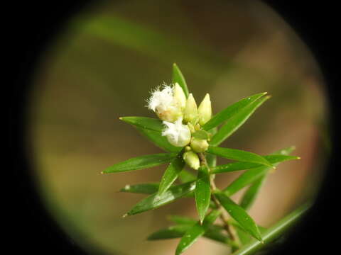 Image of Leucopogon leptospermoides R. Br.