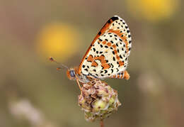 Image of Red-Band Fritillary