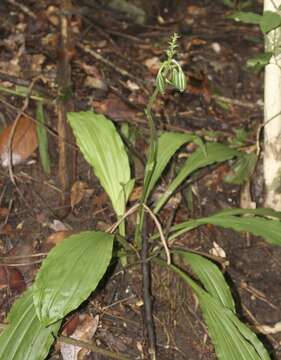 Image of Christmas orchid