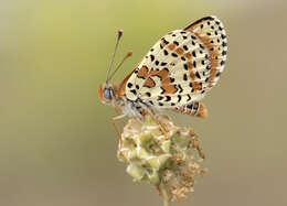 Image of Red-Band Fritillary