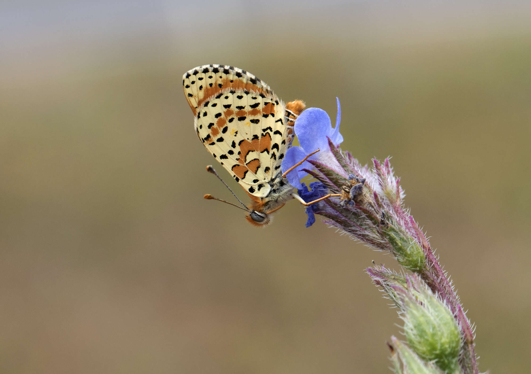 Image of Red-Band Fritillary